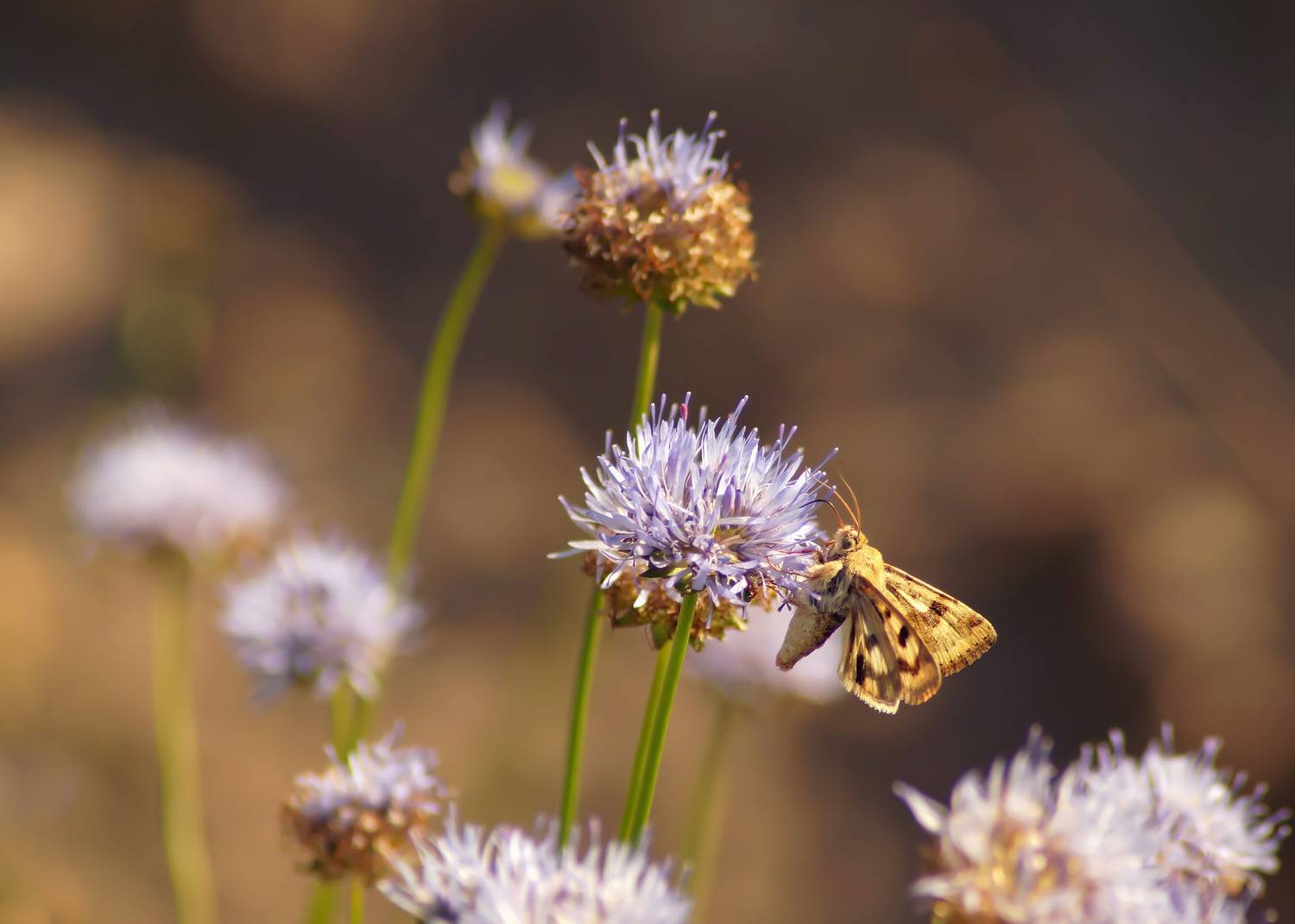 , Чепленко Алексей