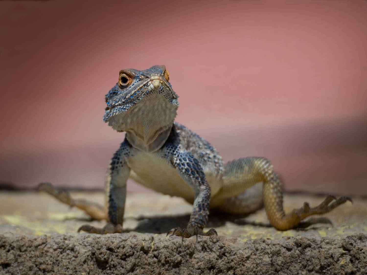 , Олег Савицкий