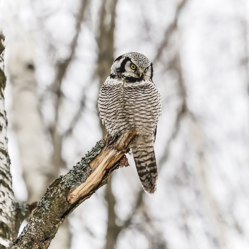 ястребиная сова, сова, птицы Ястребиная сова фото превью