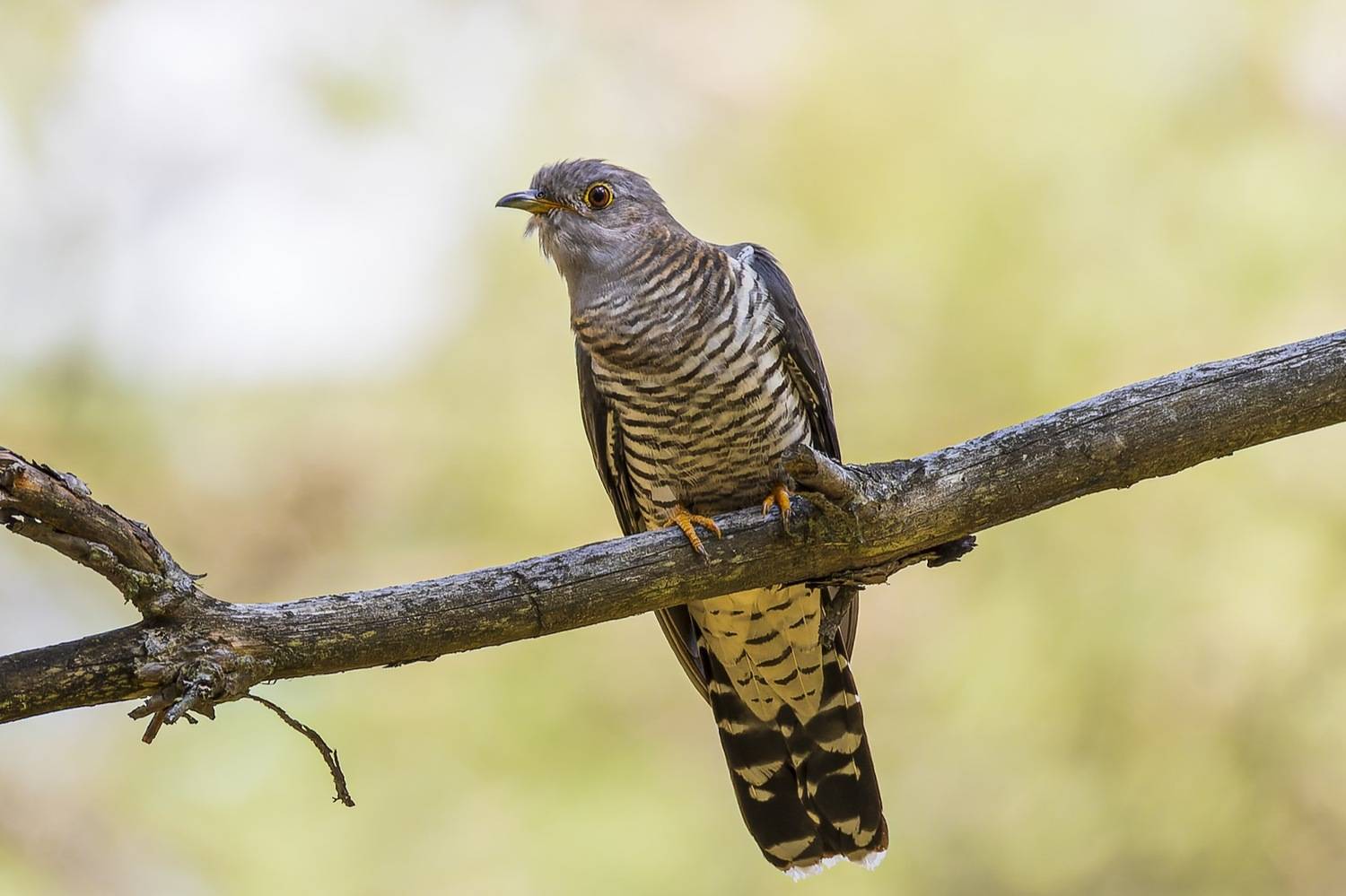 кукушка, птицы, Руслан Pl