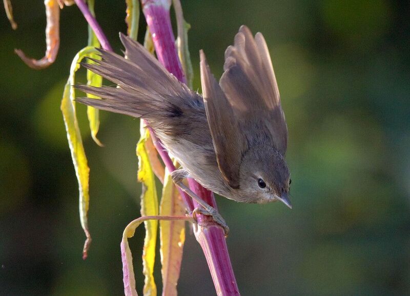 После купания фото превью