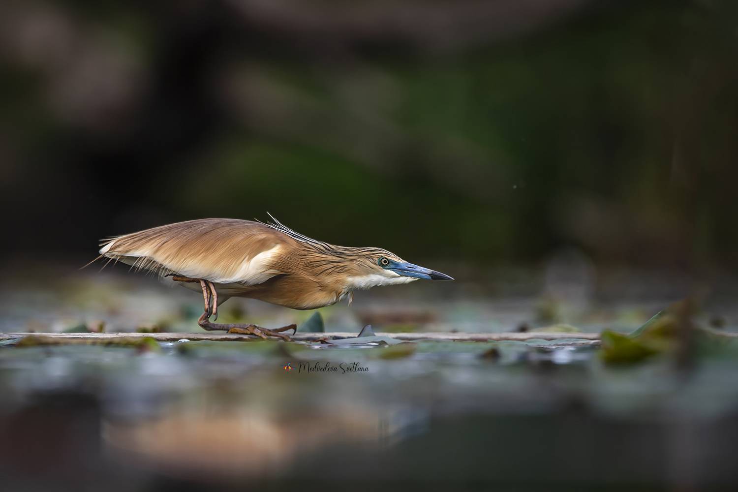 фотоохота, птица, цапля, жёлтая цапля, Медведева Светлана