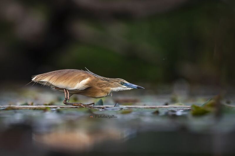 Жёлтая цапля. фото превью