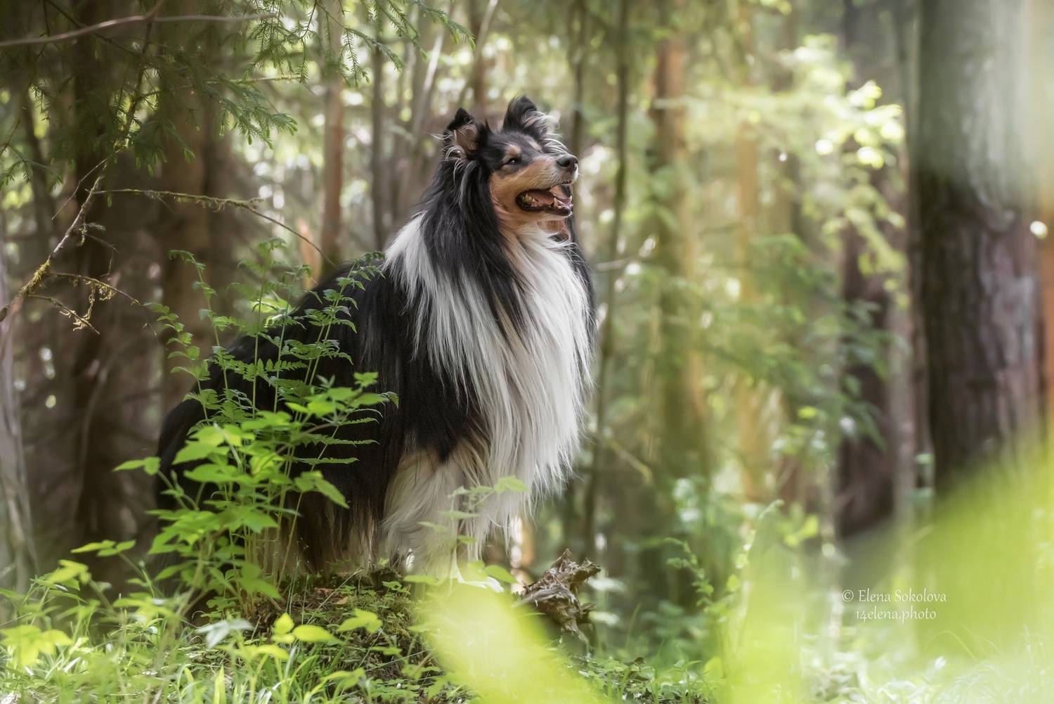 колли, собака, лес,, Соколова Елена