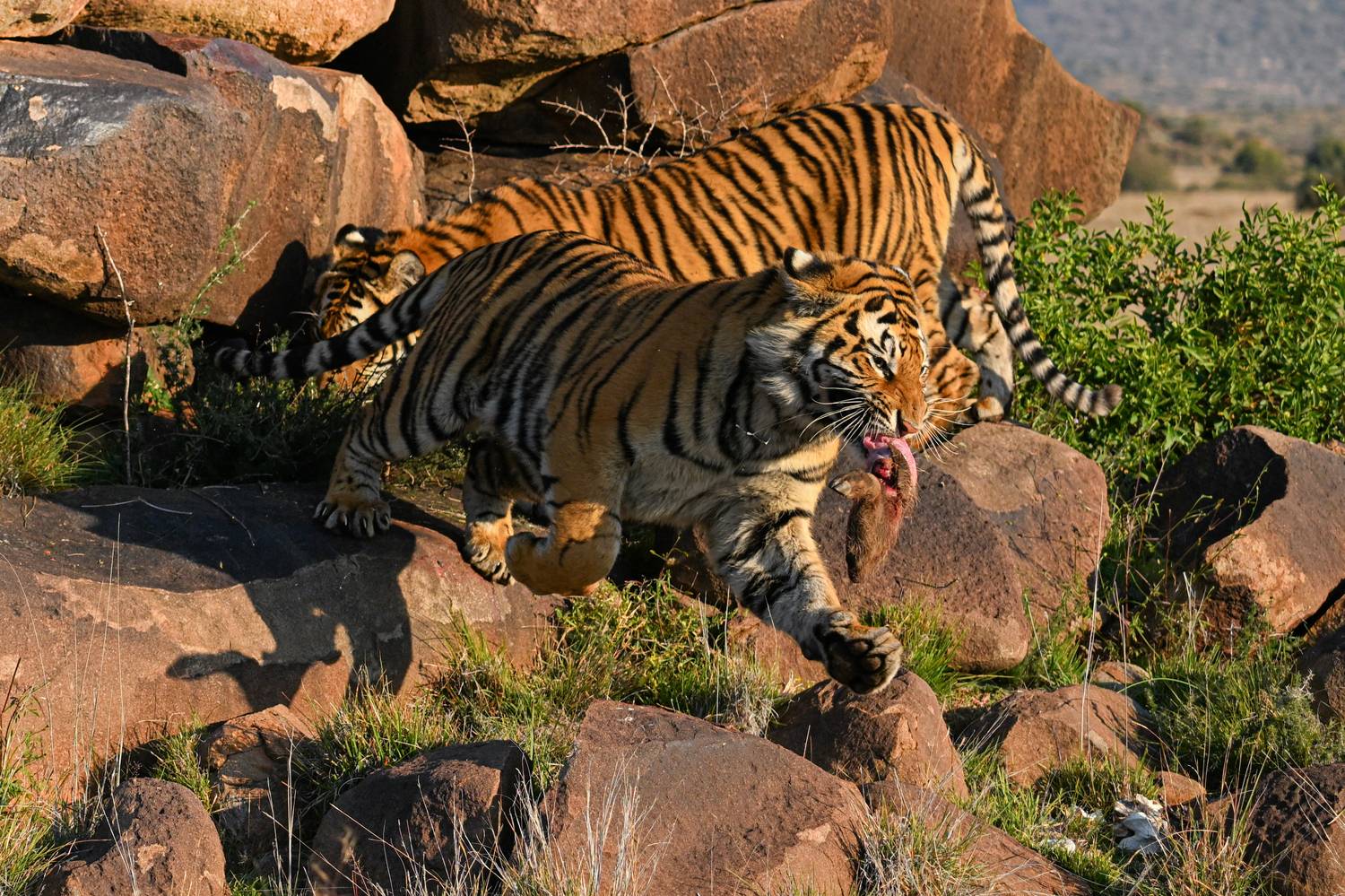 Бенгальский тигр, Африка, ЮАР, Сулоев Алексей