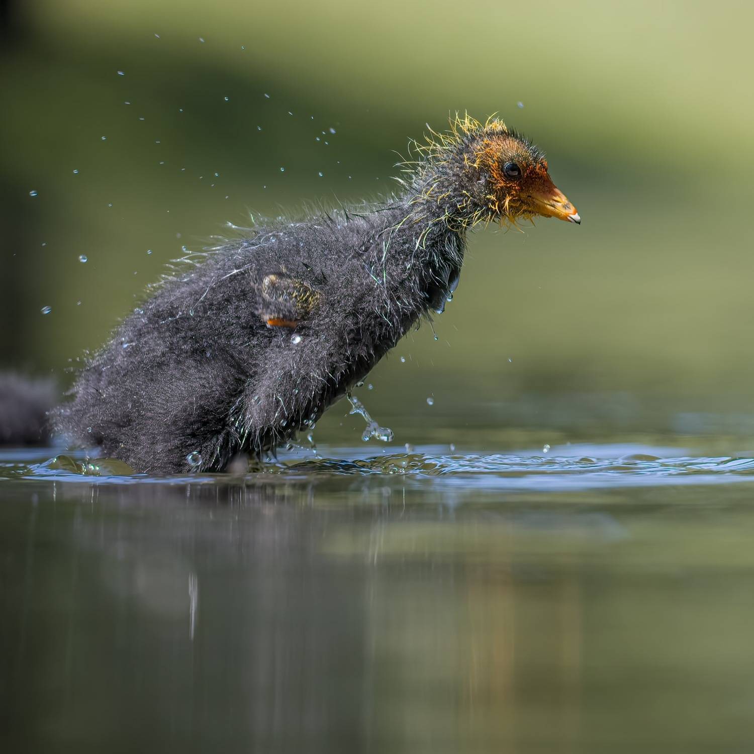 лысуха, птицы, птенец, Руслан Pl