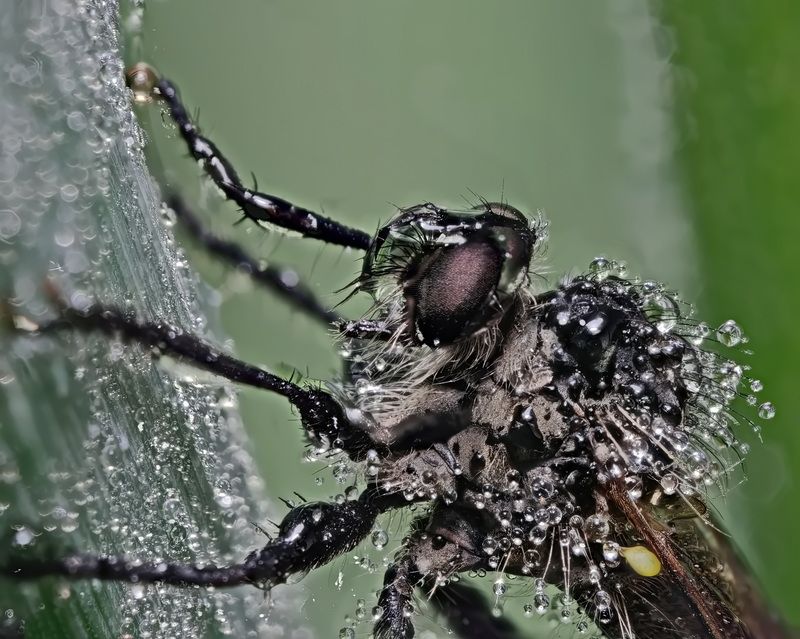 Муха ктырь фото превью