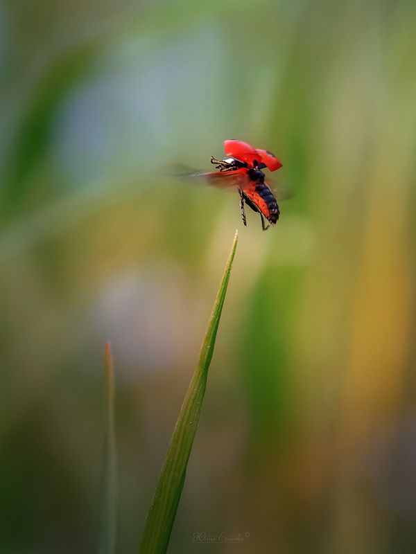 божья коровка, полёт  фото превью