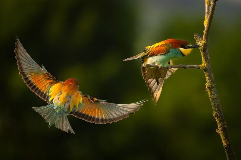 Bee-eater фото превью