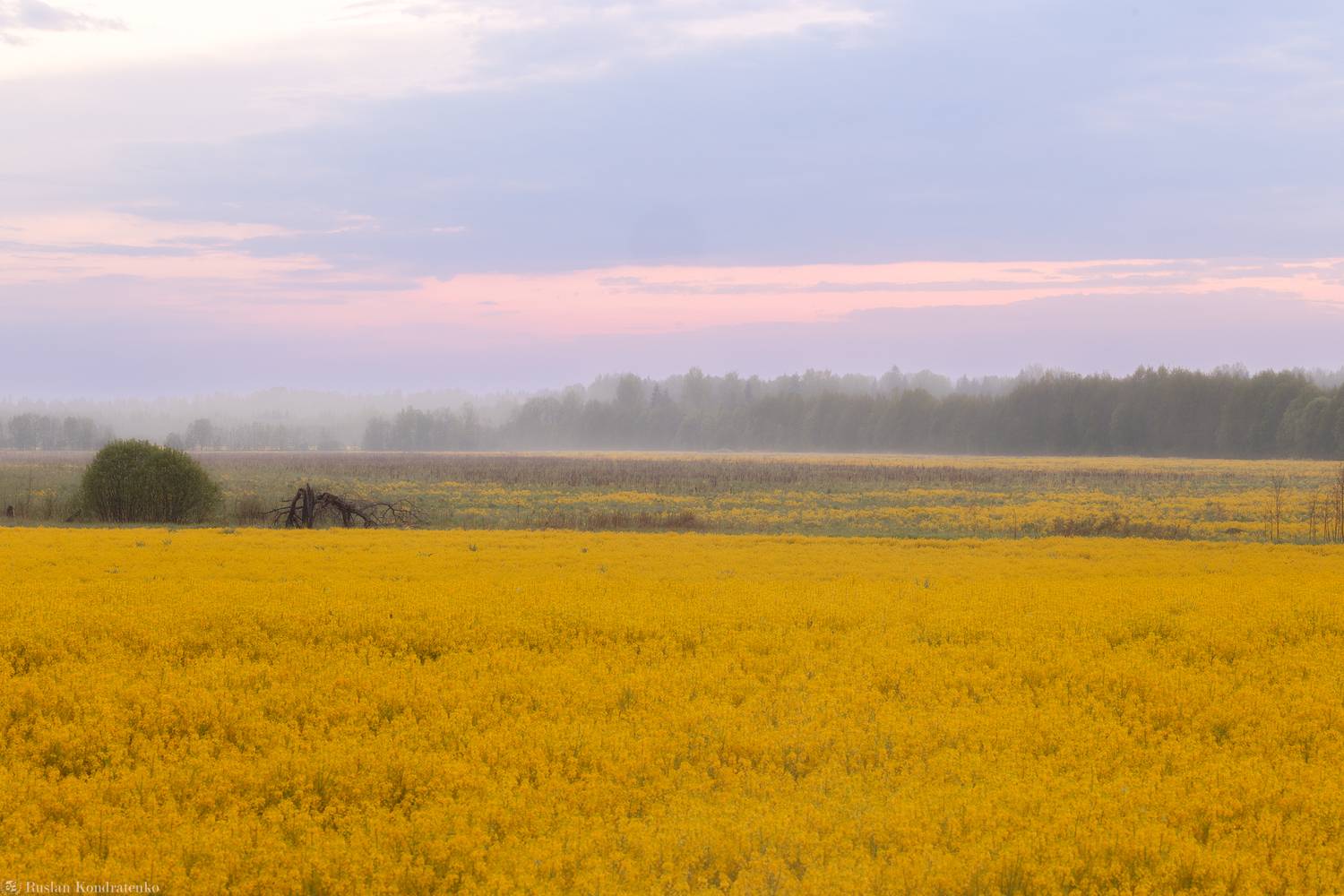 рапс, рапсовые поля, Кондратенко Руслан