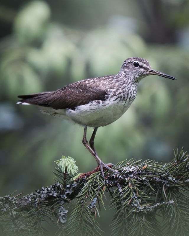 Черныш (Tringa ochropus) Государственный природный заказник «Донинский» Июнь 2025 фото превью