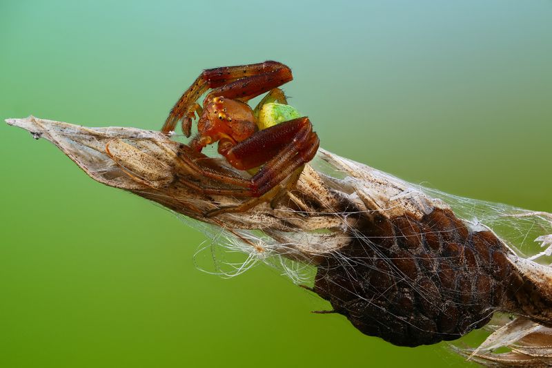 макро,природа,животное,паук,беларусь,растение,трава,яйца,цвет,зеленый Чужие дети фото превью