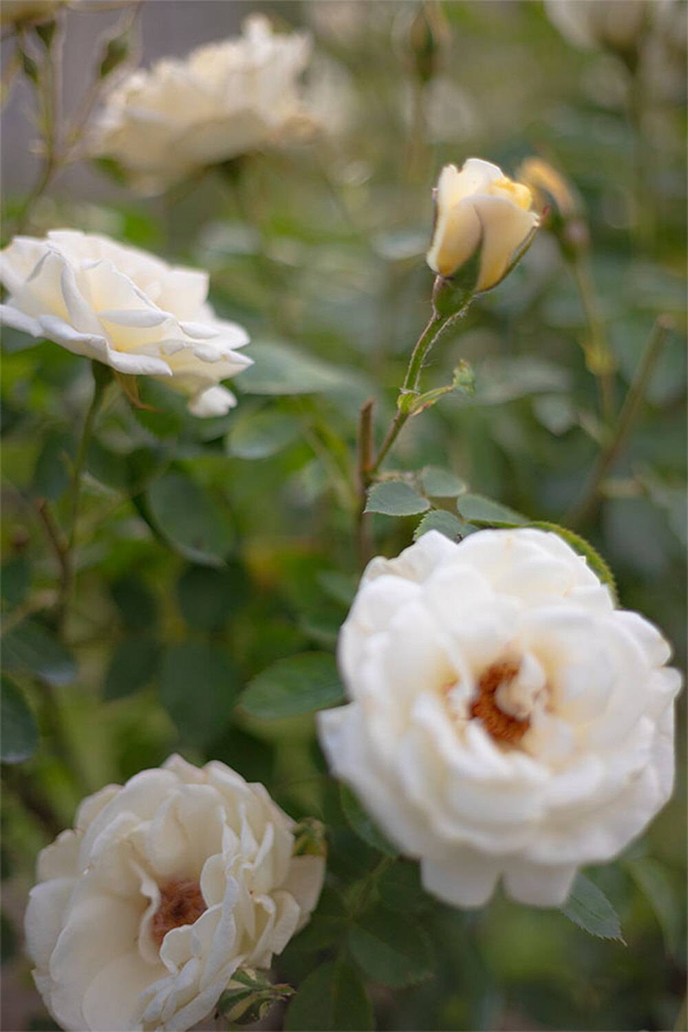 , Чудинин Дмитрий