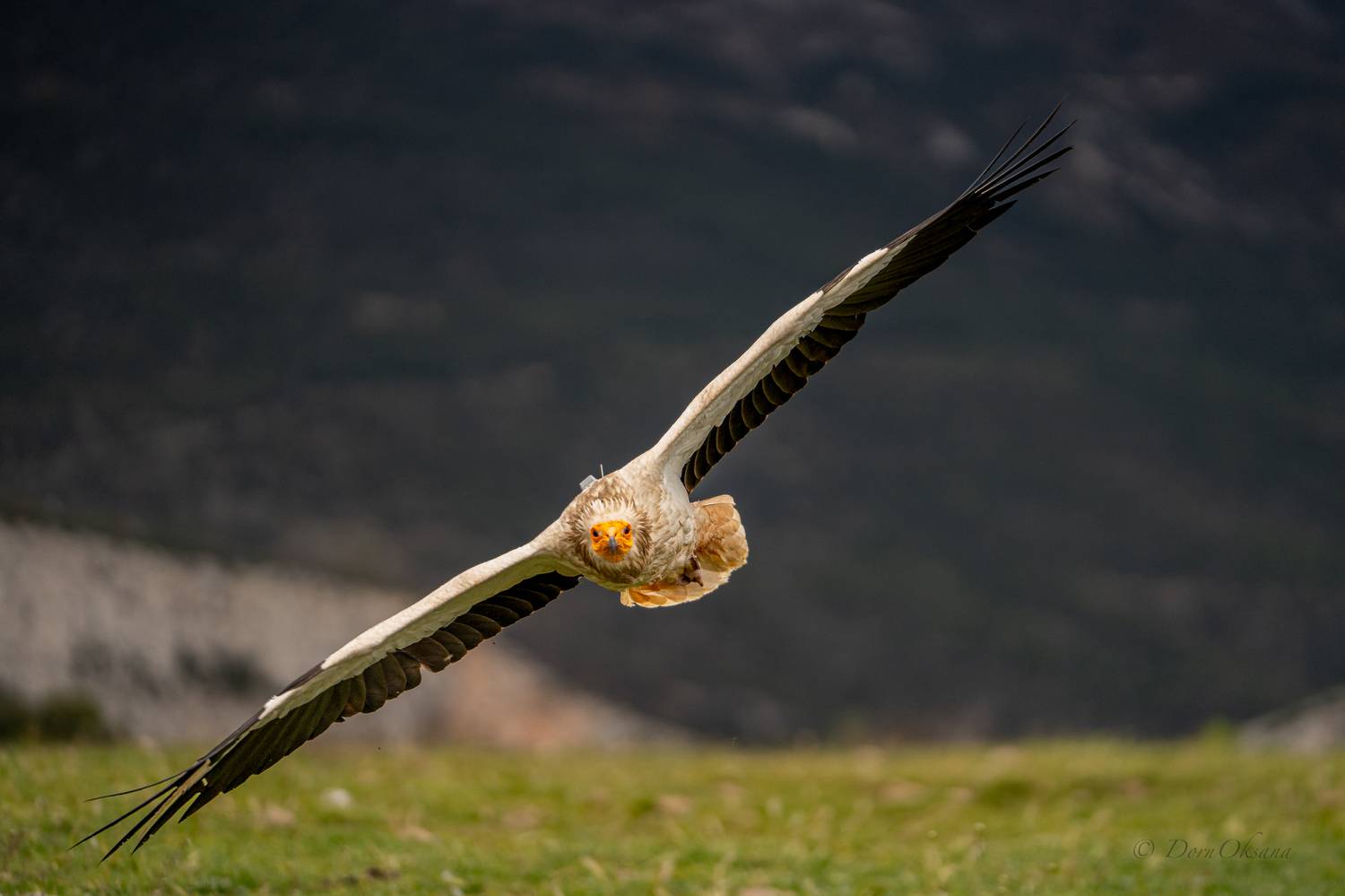 egyptian vulture, raptors, bird of prey, bird in flight, predators, египетский, стервятник, обыкновенный, гриф, хищники,  дикие животныептица в полете, Дорн Оксана