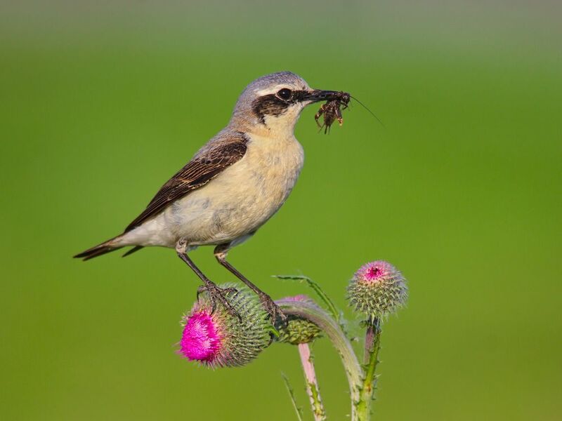 oenanthe oenanthe, каменка, обыкновенная каменка, Каменка. Мальчик. фото превью