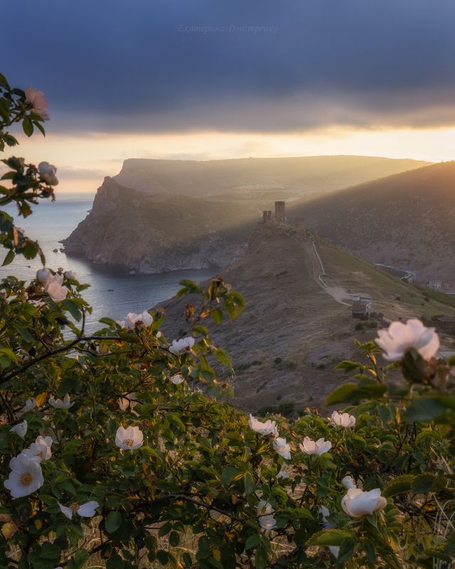 крым, севастополь, балаклава, море, горы, цветы, шиповник, горы, пейзаж, закат Последние лучи весны фото превью