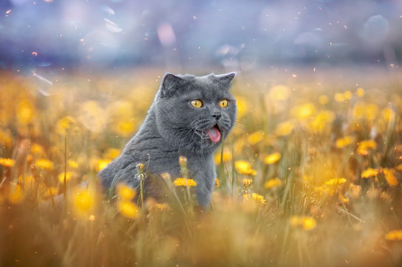 summer pets cat Жара - Июнь фото превью