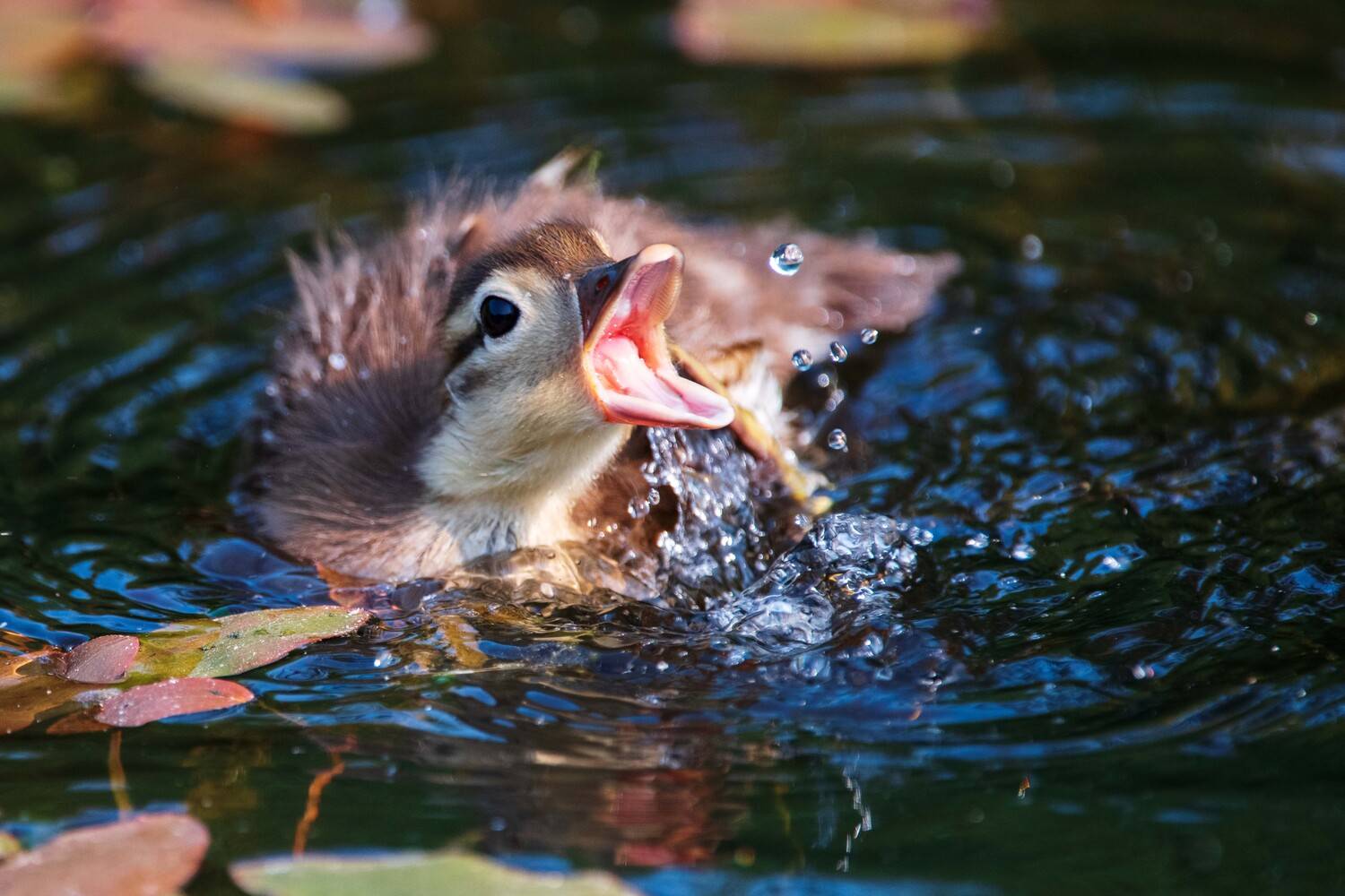 , Павел Ныриков