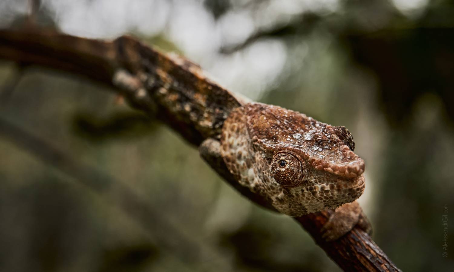 , Гиль Александр