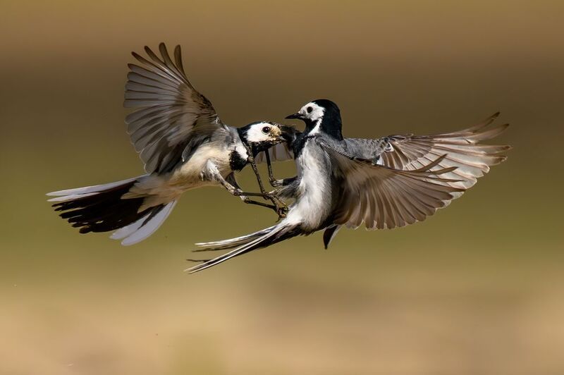 Трясогузки. фото превью
