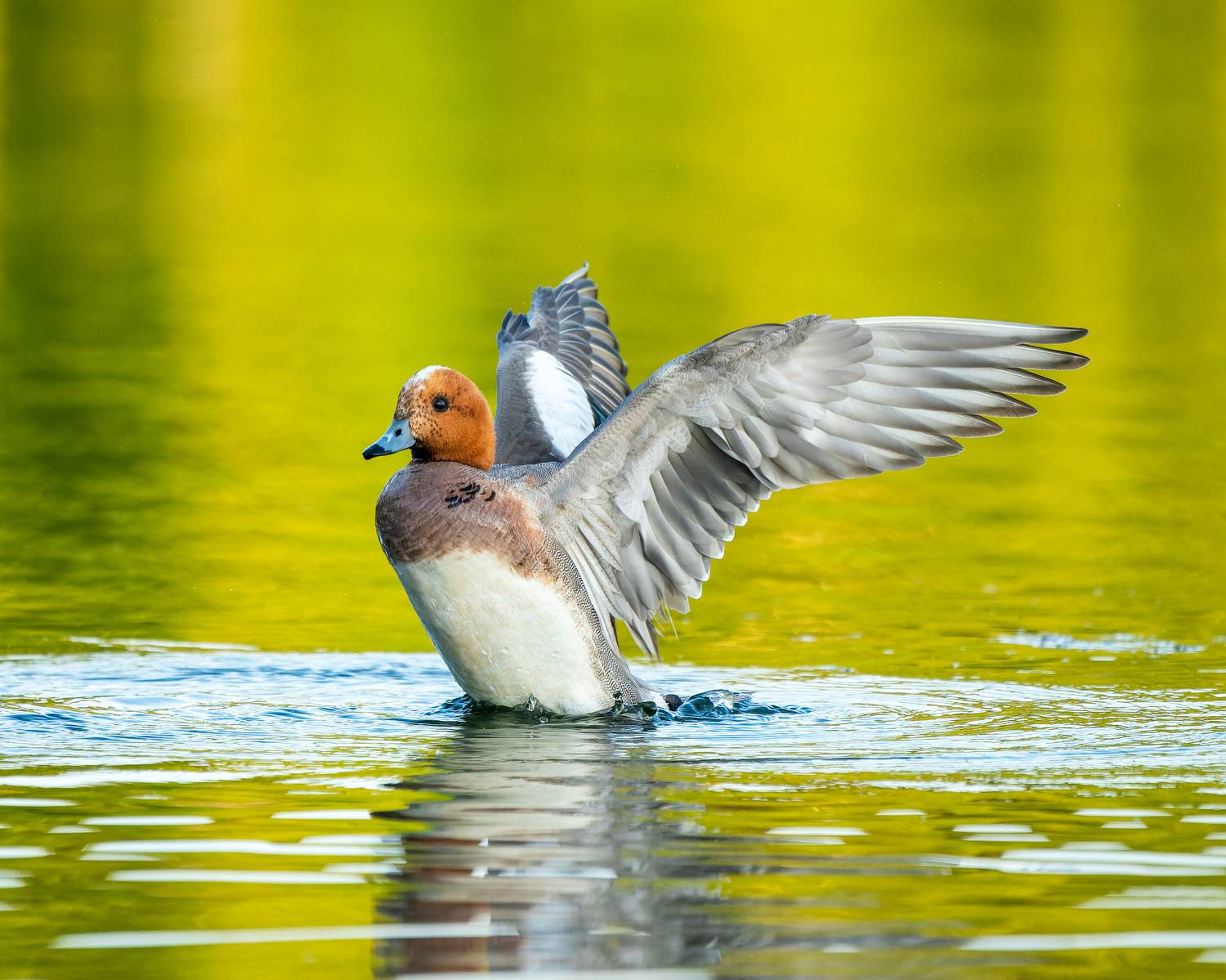 свиязь, бердвочинг, птицы сибири, Екатерина Дубровская