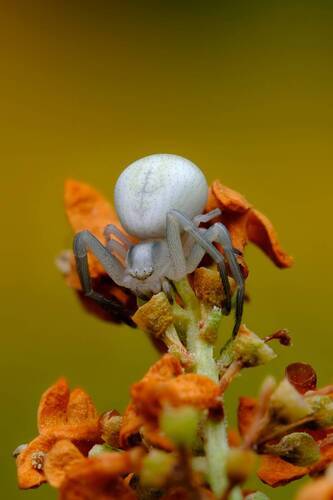 Цветочный паук (лат. Misumena vatia)