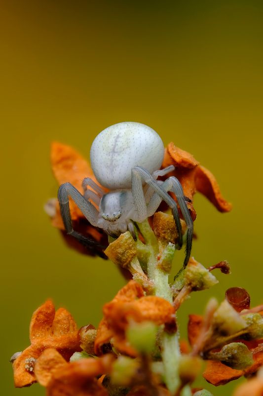 Цветочный паук (лат. Misumena vatia) фото превью