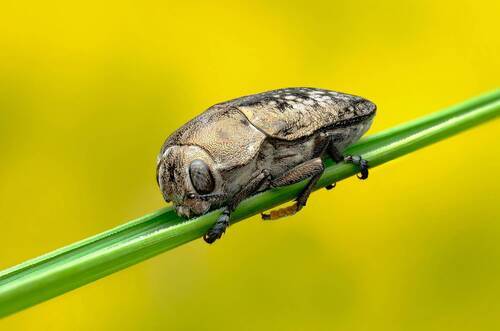 Златка (лат. Buprestidae)