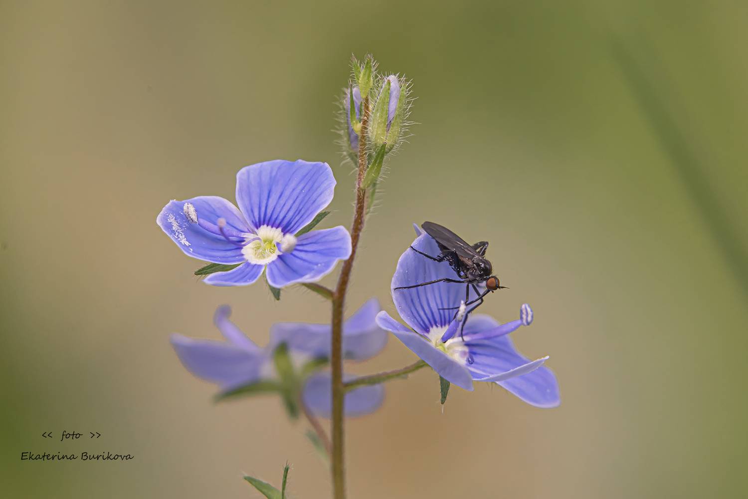 , Бурикова Екатерина