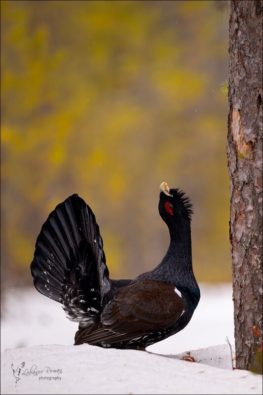 * * * фото превью