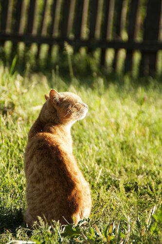 летние моменты