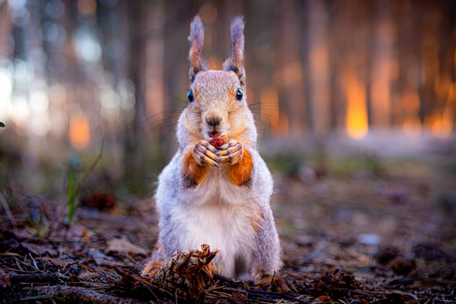 , Алексей Ильин
