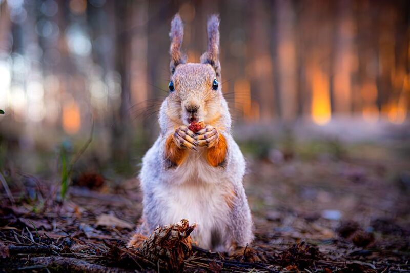 Белочка фото превью