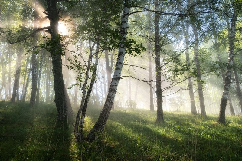 алтайский край, алтайский район, предгорья, начало лета, туман, утро, утро туманное, туман в лесу, лес, березы, утренний пейзаж Затуманило берёзовую рощу фото превью