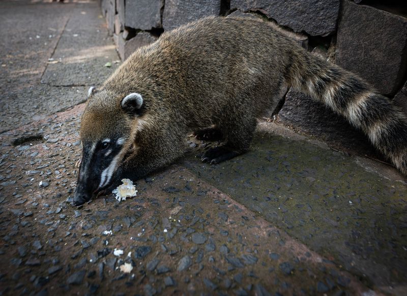Обед фото превью