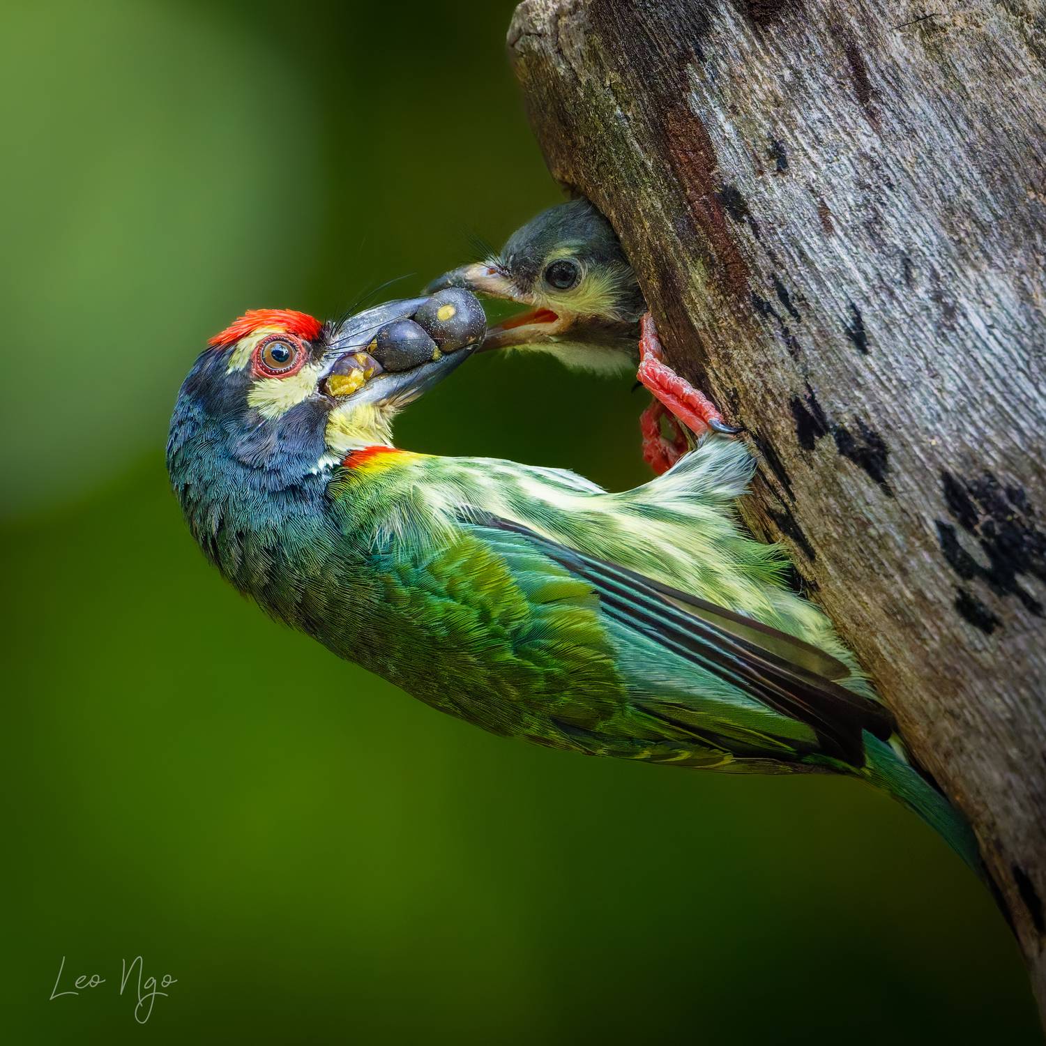 , Ngo Hoang Nguyen - Leo Ngo