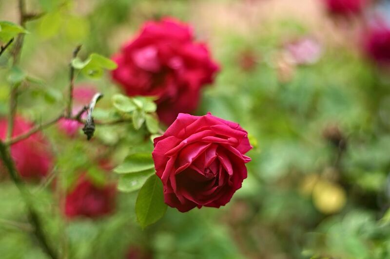 ***** фото превью