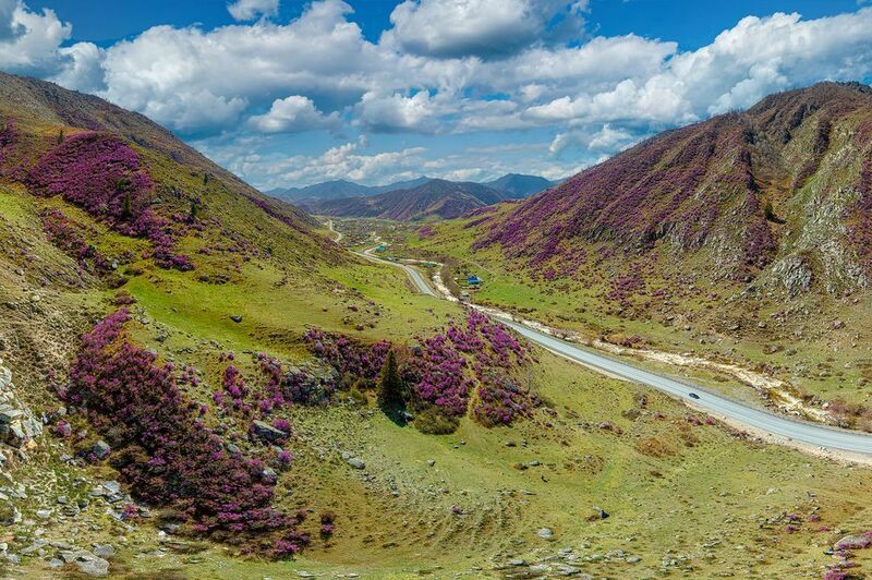 цветение маральника на алтае Цветущие горы Алтая фото превью