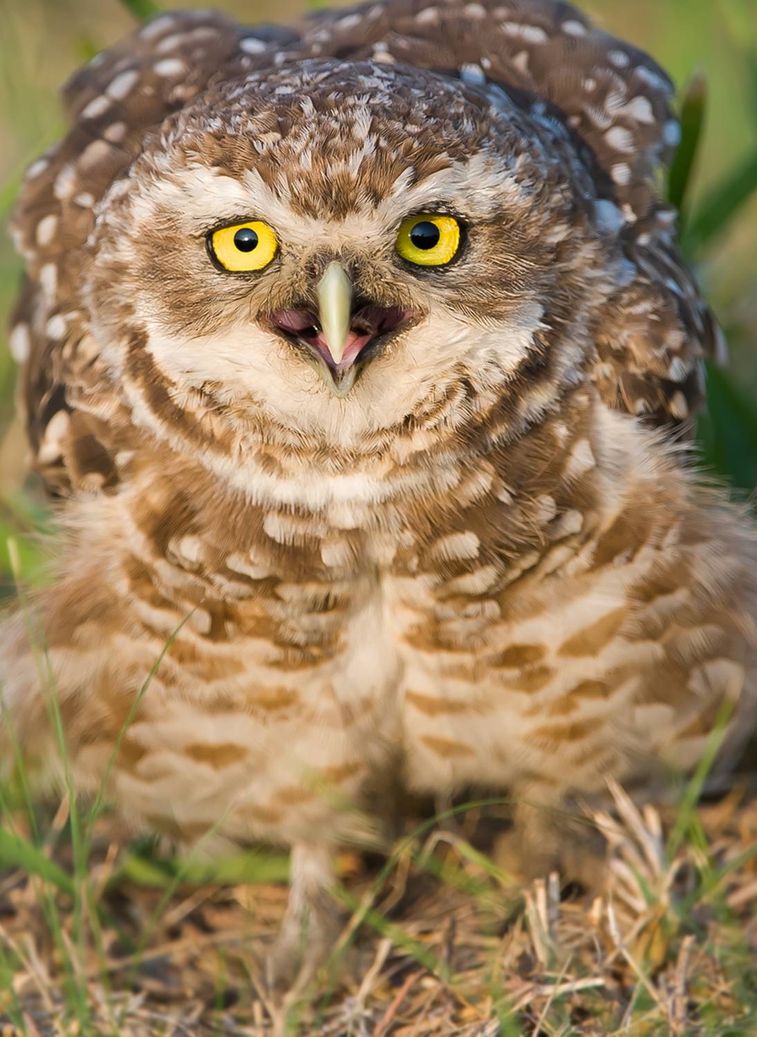 mochuelo, chico., glaucidium, passerinum., воробьиный, сыч, Андрей Алексеев