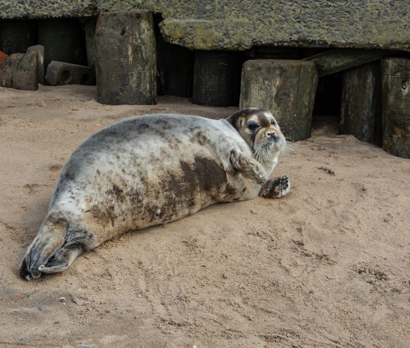 Морской зверь на берегу реки Онеги. фото превью