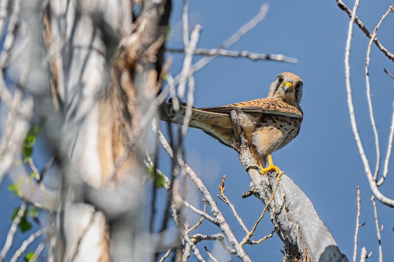 birds,  common kestrel фото превью