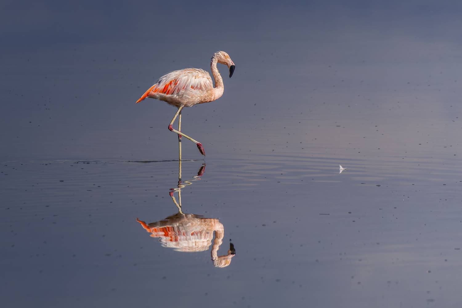 , RODRIGUEZ PROST JULIO