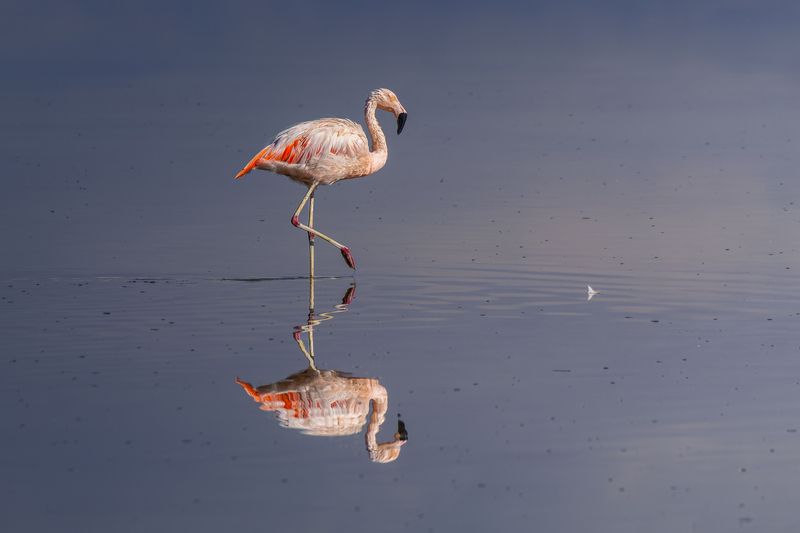 Flamenco en el Salar de Atacama фото превью