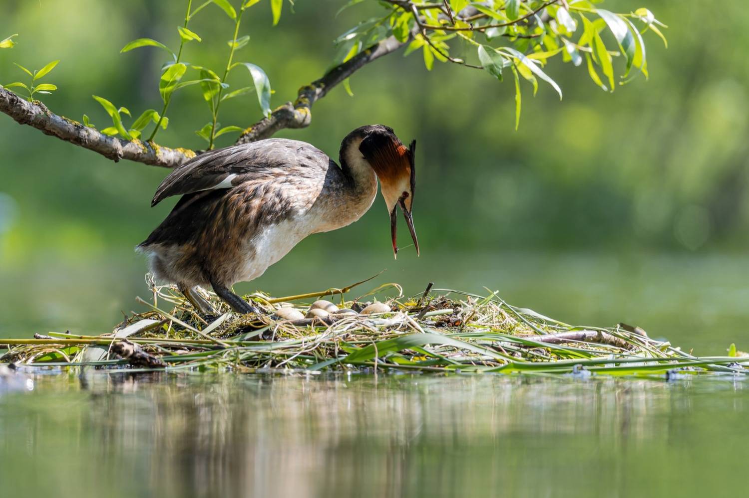 гнездо, чомга, большая поганка, поганка, птицы, Руслан Pl
