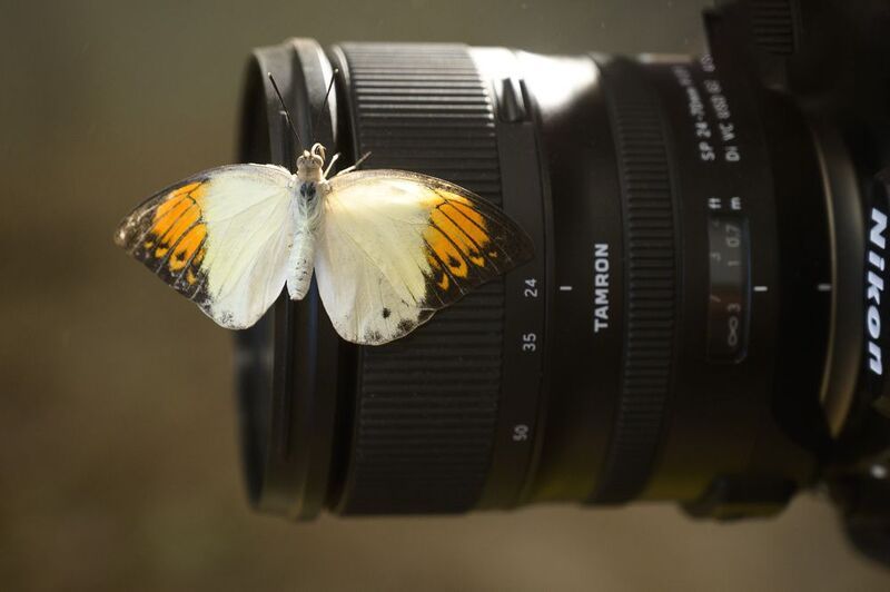 Nikon на меду) фото превью