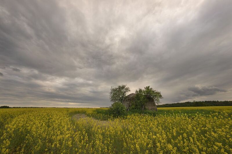 рапс, рапсовое поле, валун, петровецкий валун, ленинградская область, клопорье Петровицкий валун. фото превью