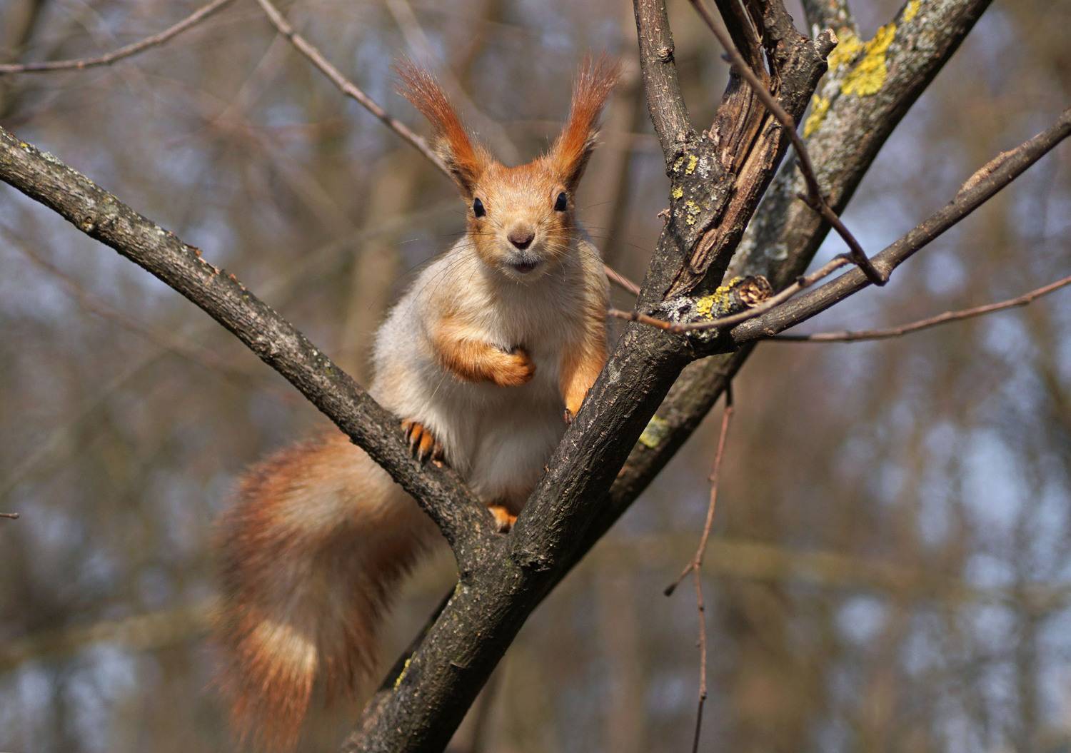 , Чепленко Алексей