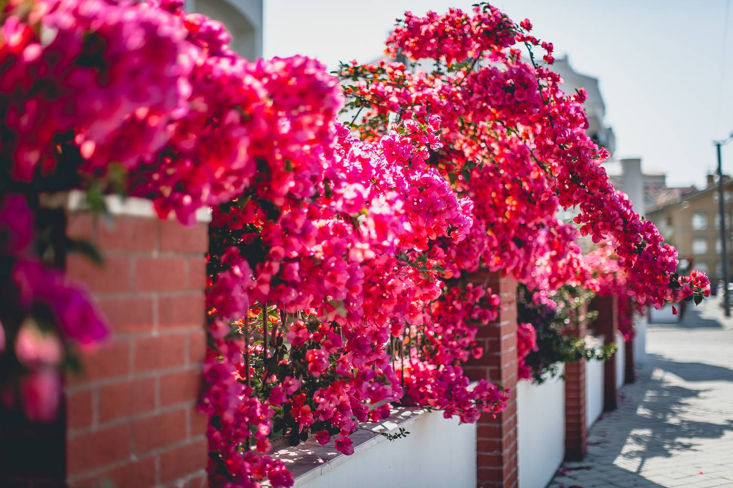 , Трепольский Дмитрий