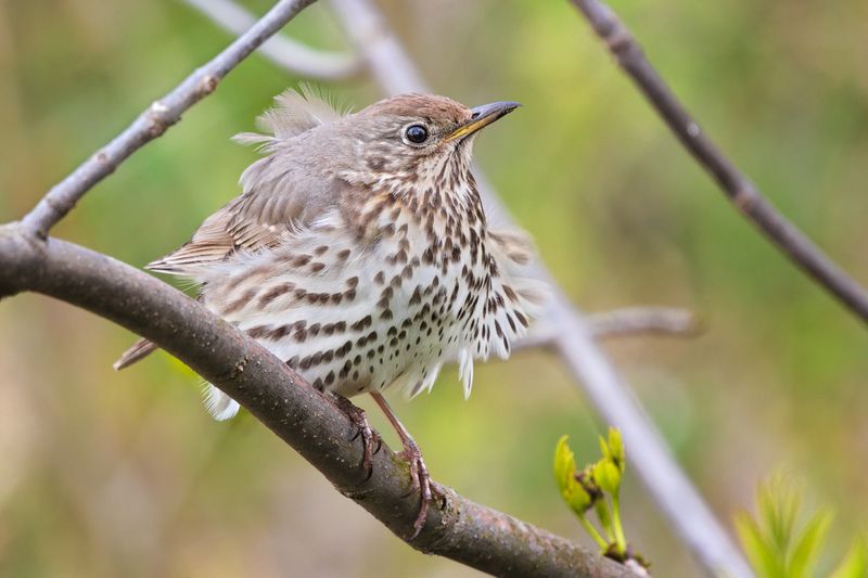 птицы, дрозд Ветренно... фото превью