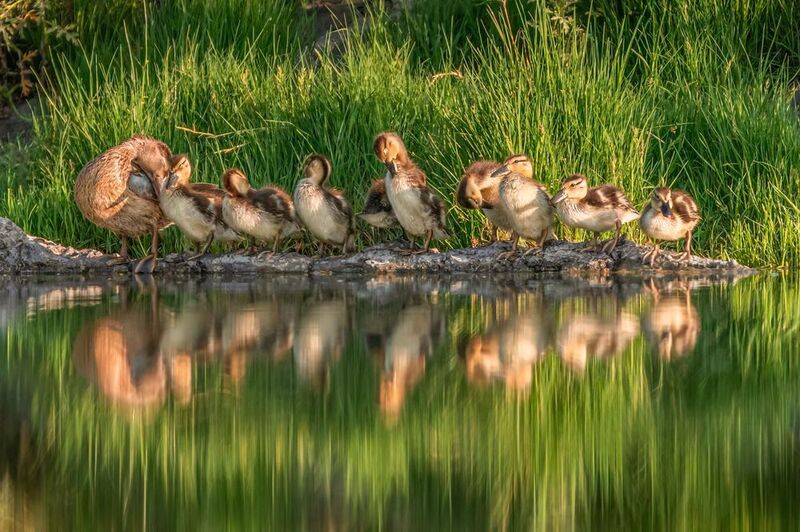 фото превью